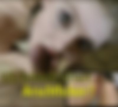 little nicky Porno Video: Ich brauch einen ars**fi**ER !